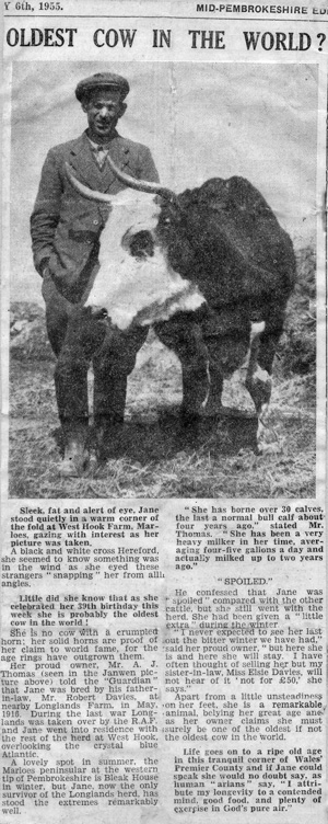 Oldest Cow in the World
