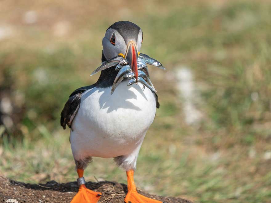 Atlantic puffin on Skomer Island